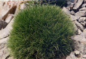 Festuca sp Pyrenees